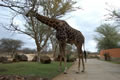 Giraffe Outside The Lodge, Kapama Game Reserve, &copy;Anonymous